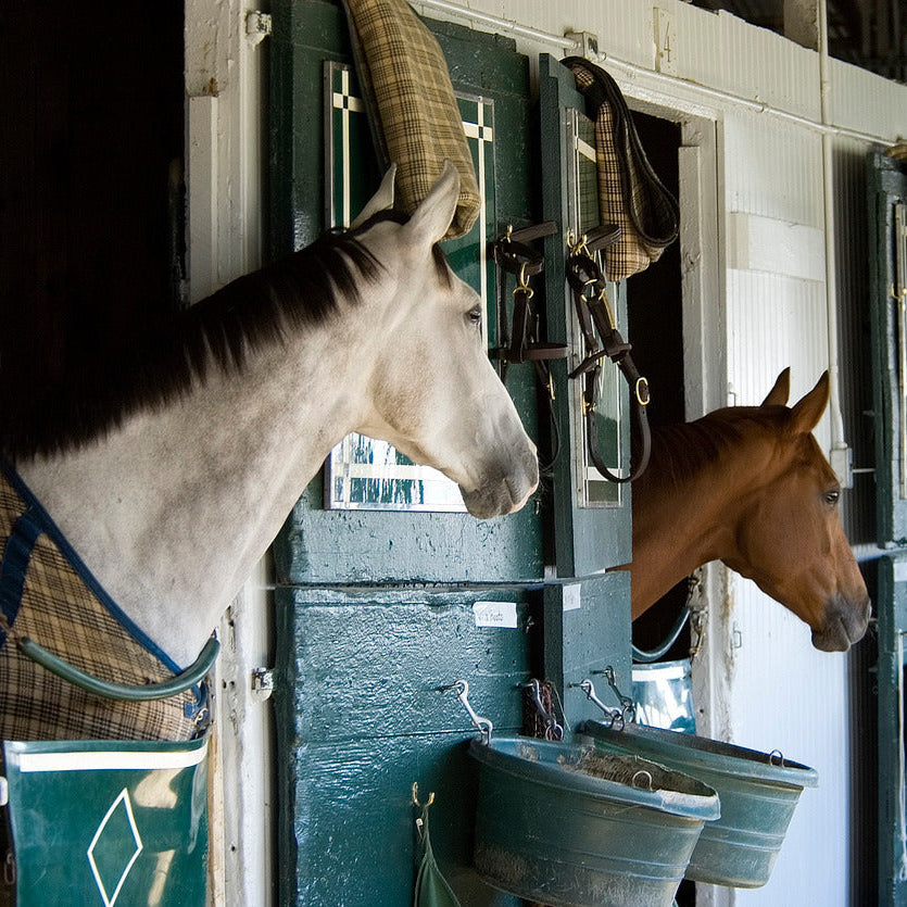 ELEVATE EVERY STRIDE