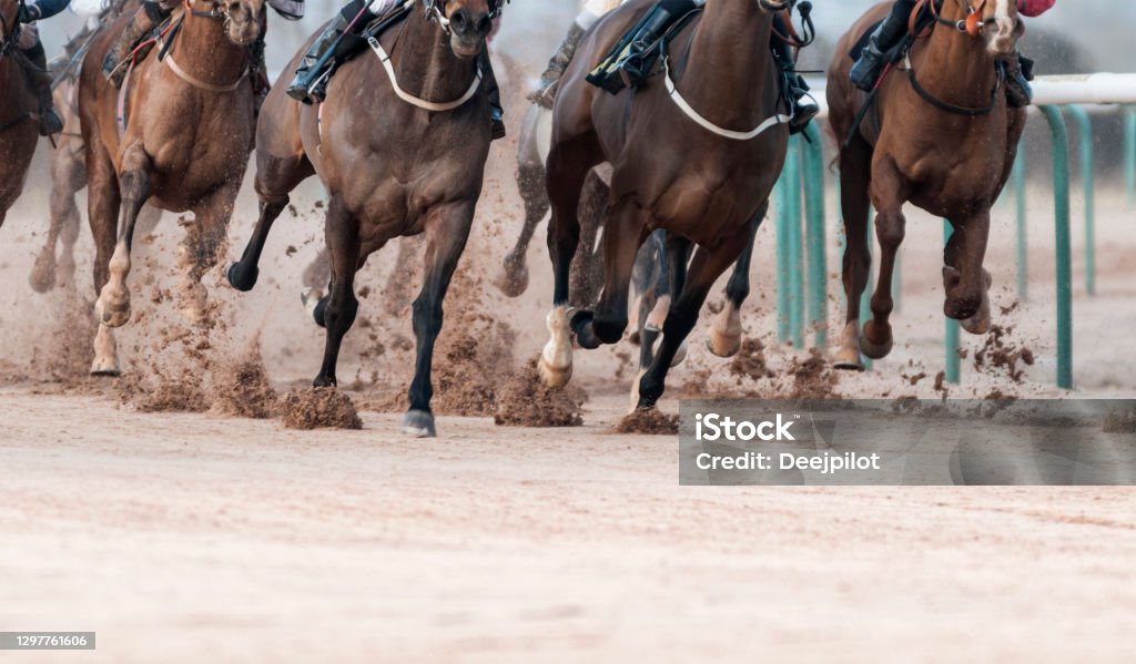 Check out the PROEQUiS Store